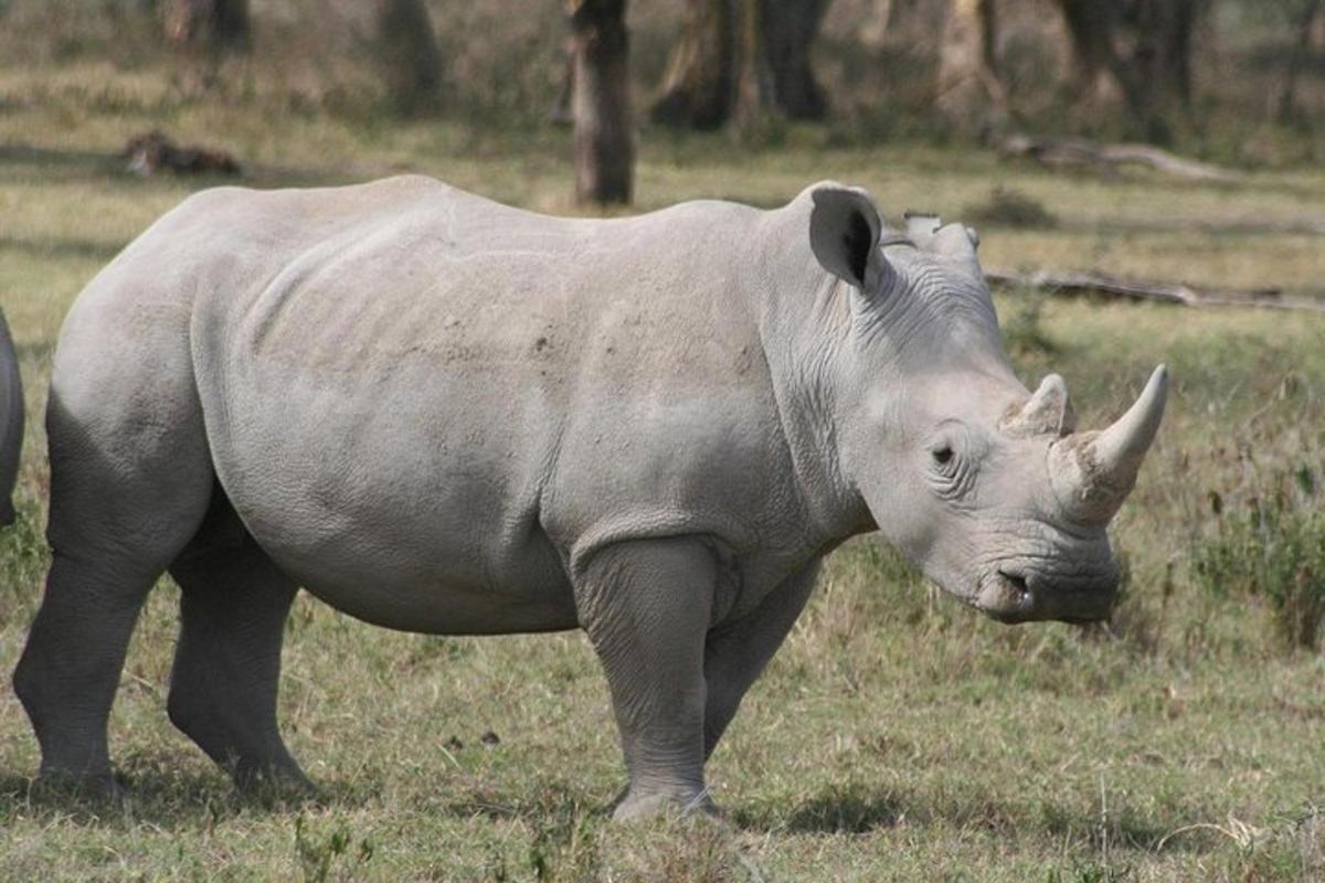 un rinocer stând într-un câmp cu iarbă