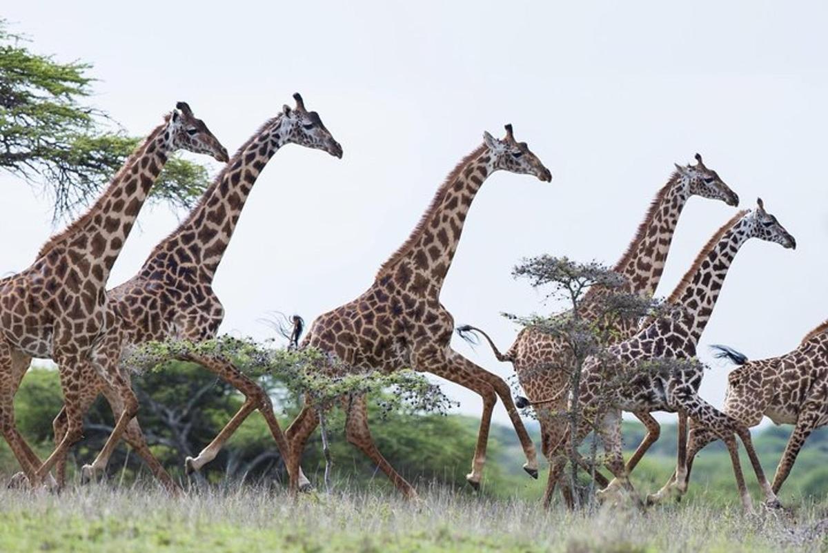 un ramat de girafes corrent en un camp