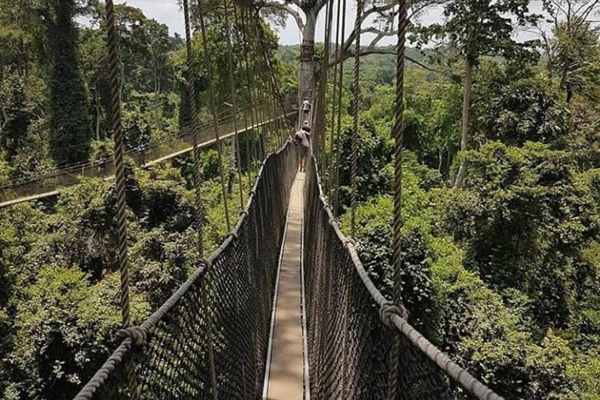 uma pessoa em uma ponte suspensa na floresta