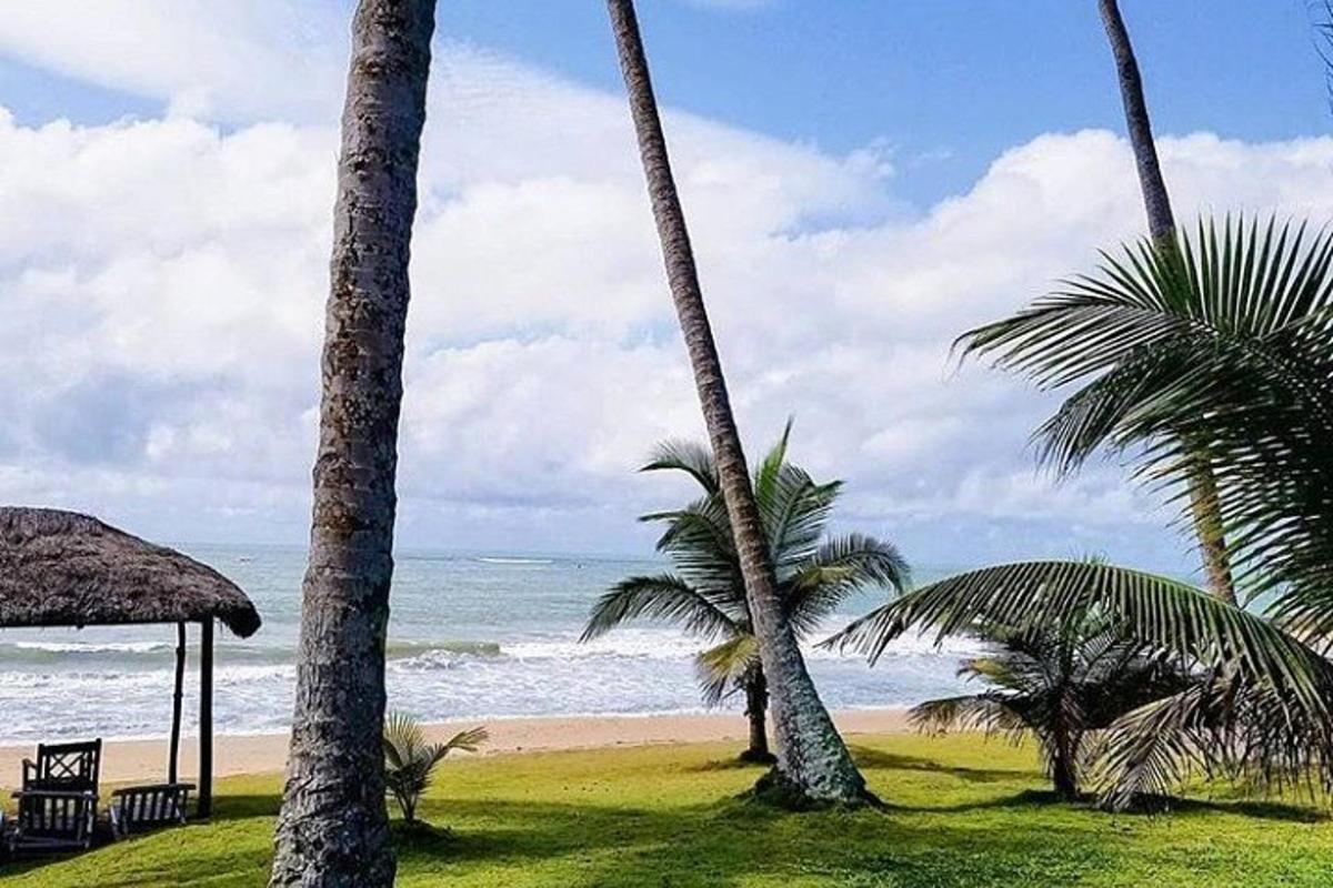 due palme e una spiaggia con l'oceano