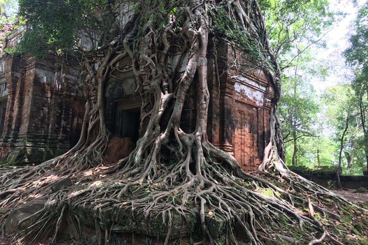 un árbol con sus raíces en el costado de un edificio