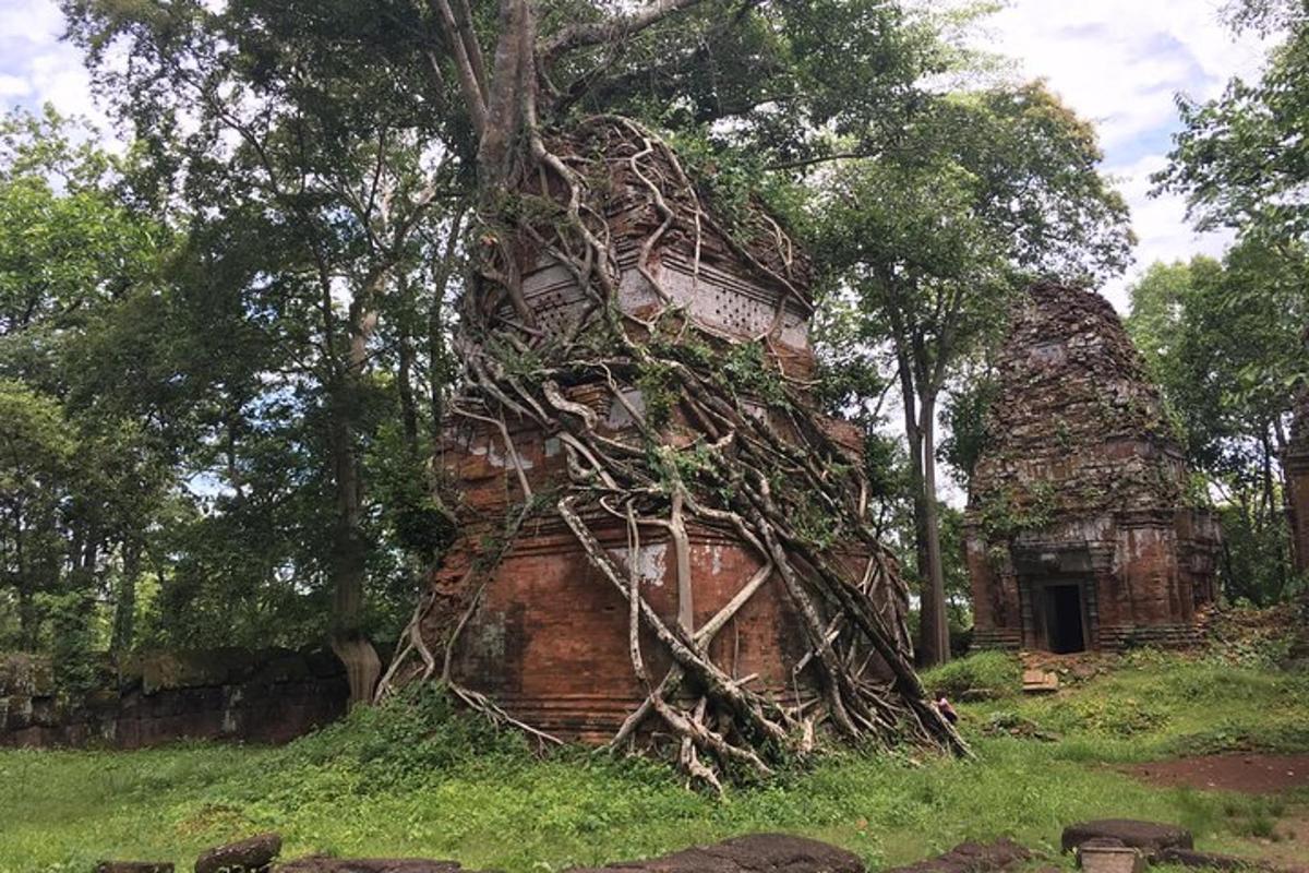 Un viejo edificio de ladrillo con un árbol creciendo en él.