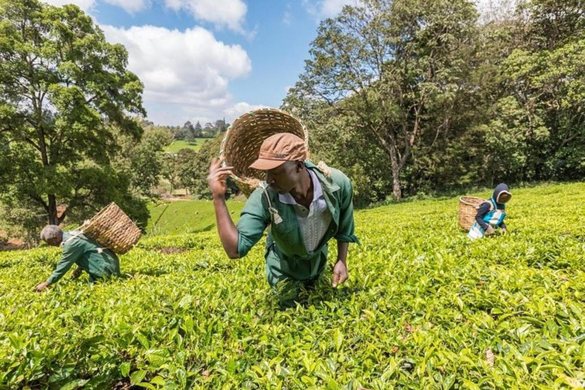 a group of people working in a field of grass