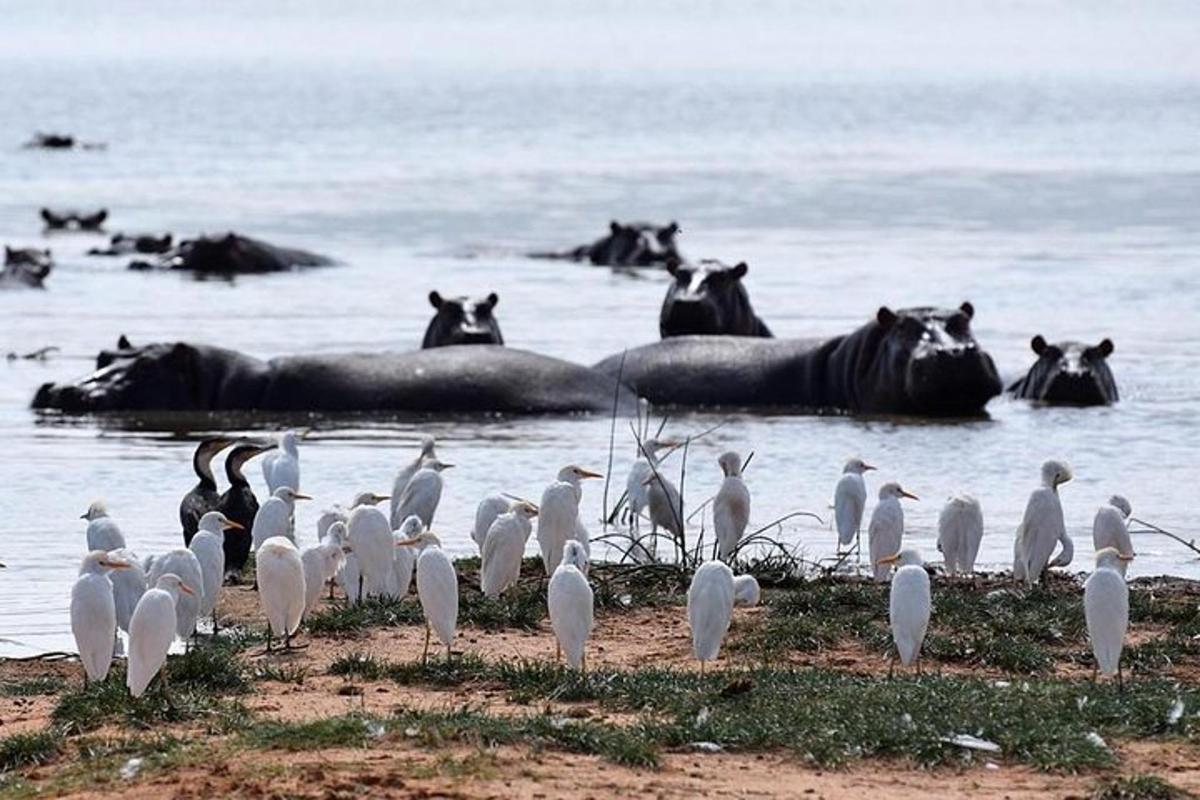a group of birds and horses in the water