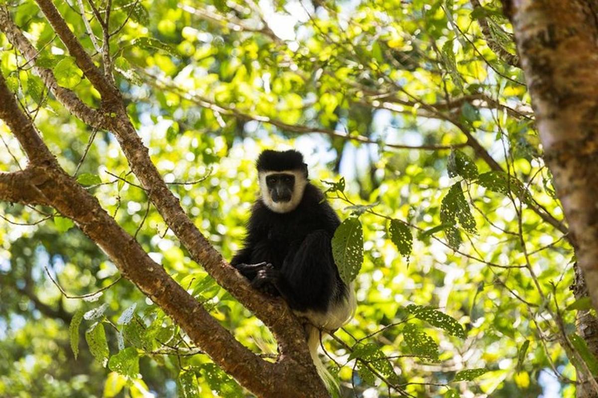 a monkey sitting on top of a tree branch