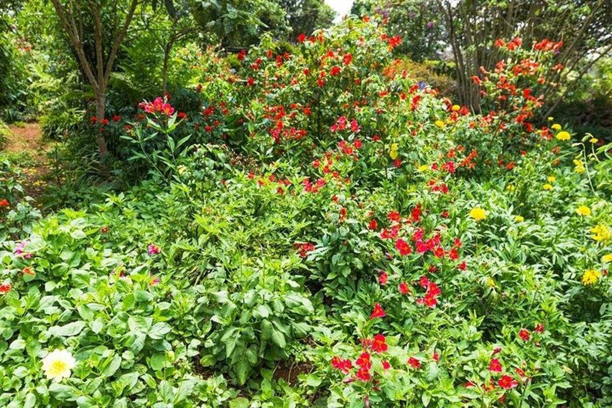 a garden filled with red flowers and green plants