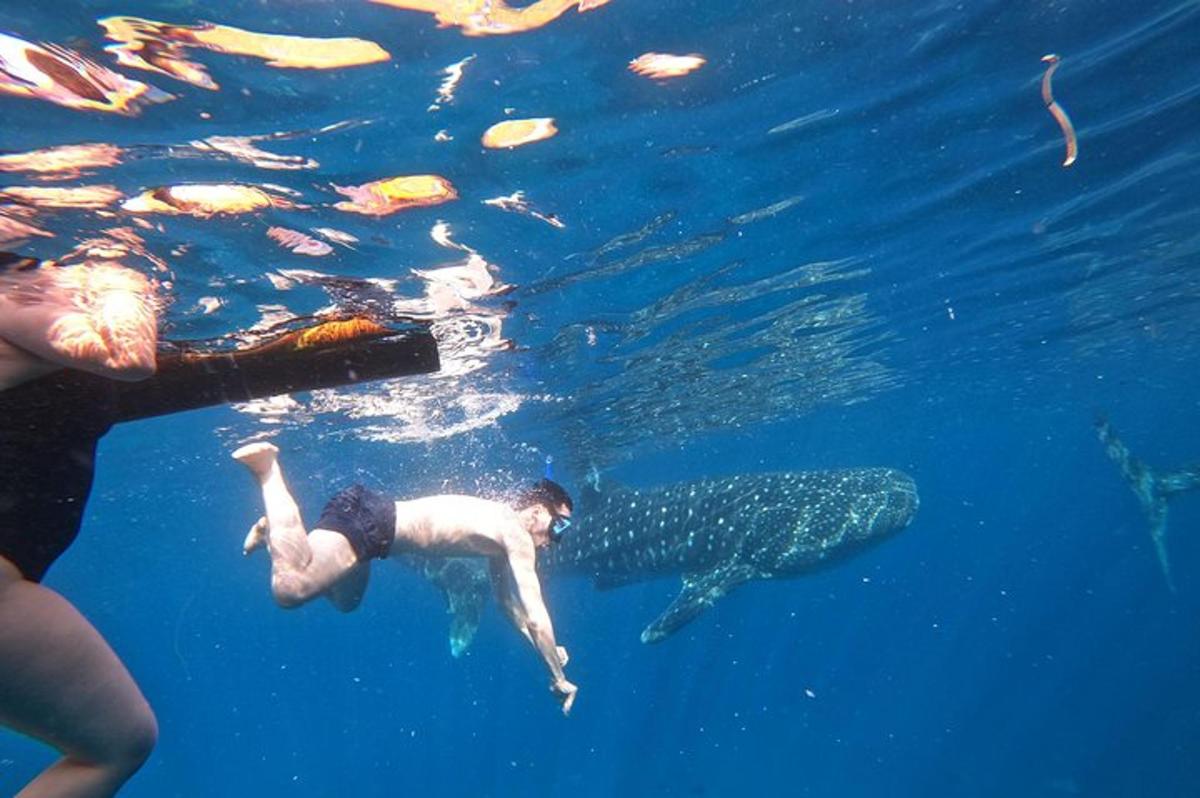 dua orang berenang di dalam air dengan jerung paus