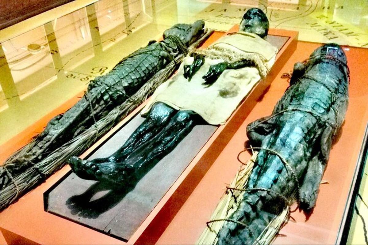 una vetrina con tre letti in un museo