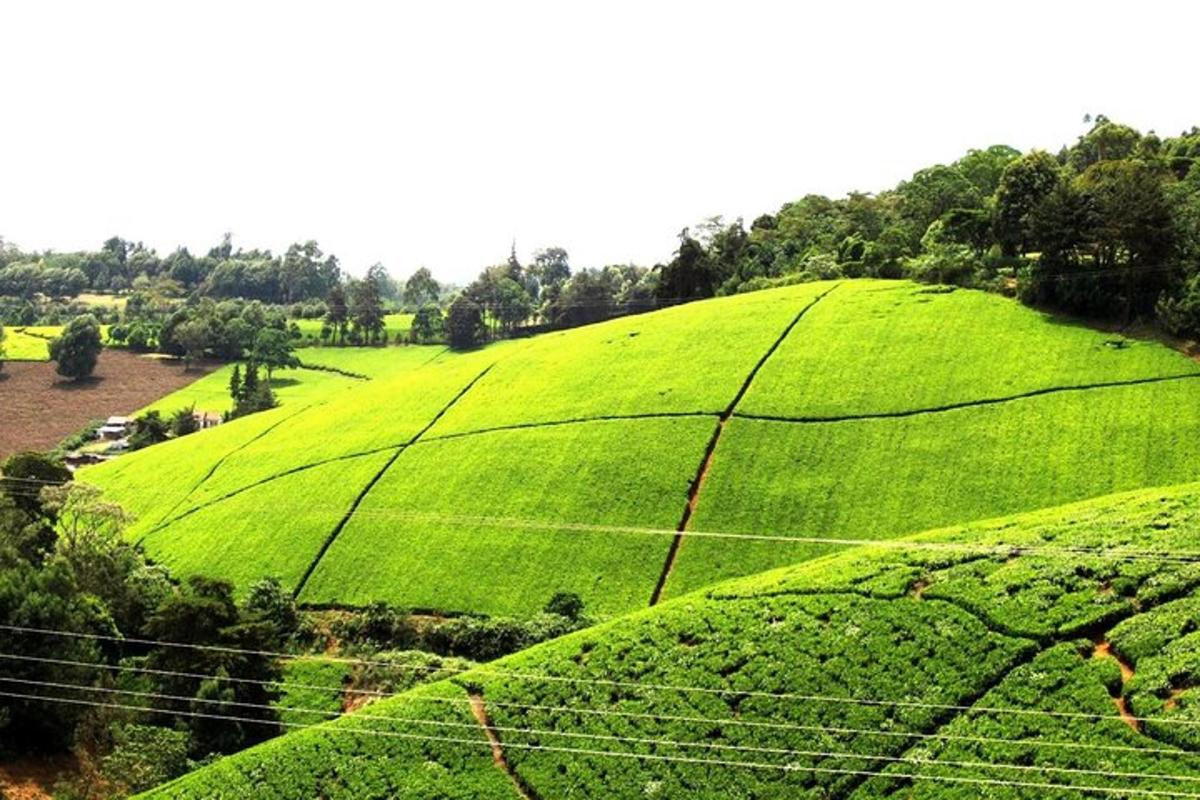 zeleno pobočje s poljem čajnih plantaž