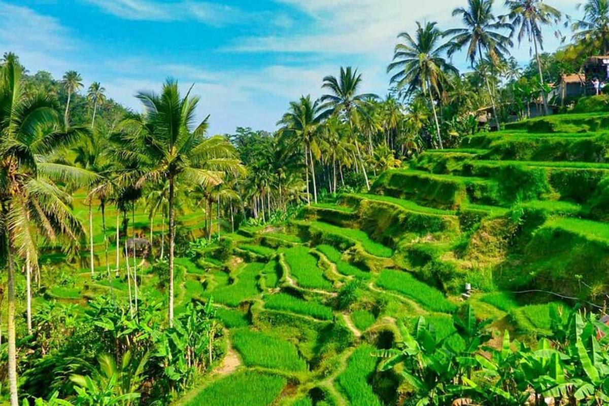 a field of palm trees and green rice terraces