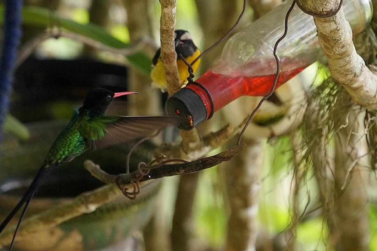 un uccello che mangia da una mangiatoia per uccelli su un albero
