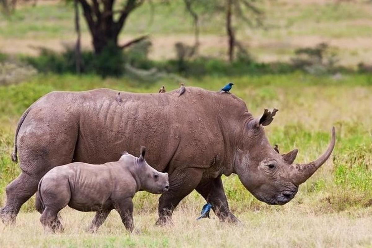 un grande rinoceronte e un cucciolo di rinoceronte che camminano in un campo