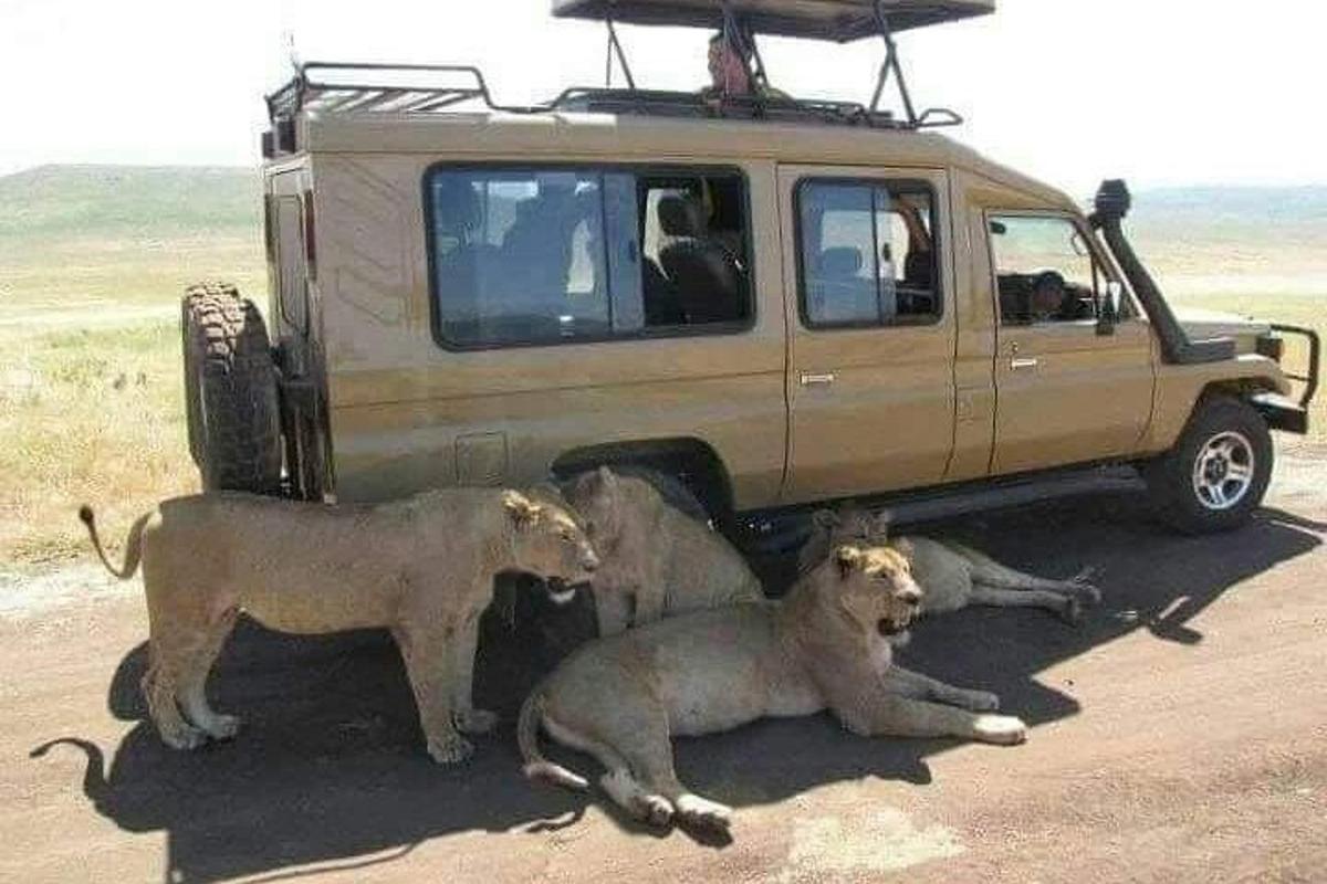 un gruppo di leoni sdraiati davanti a un veicolo
