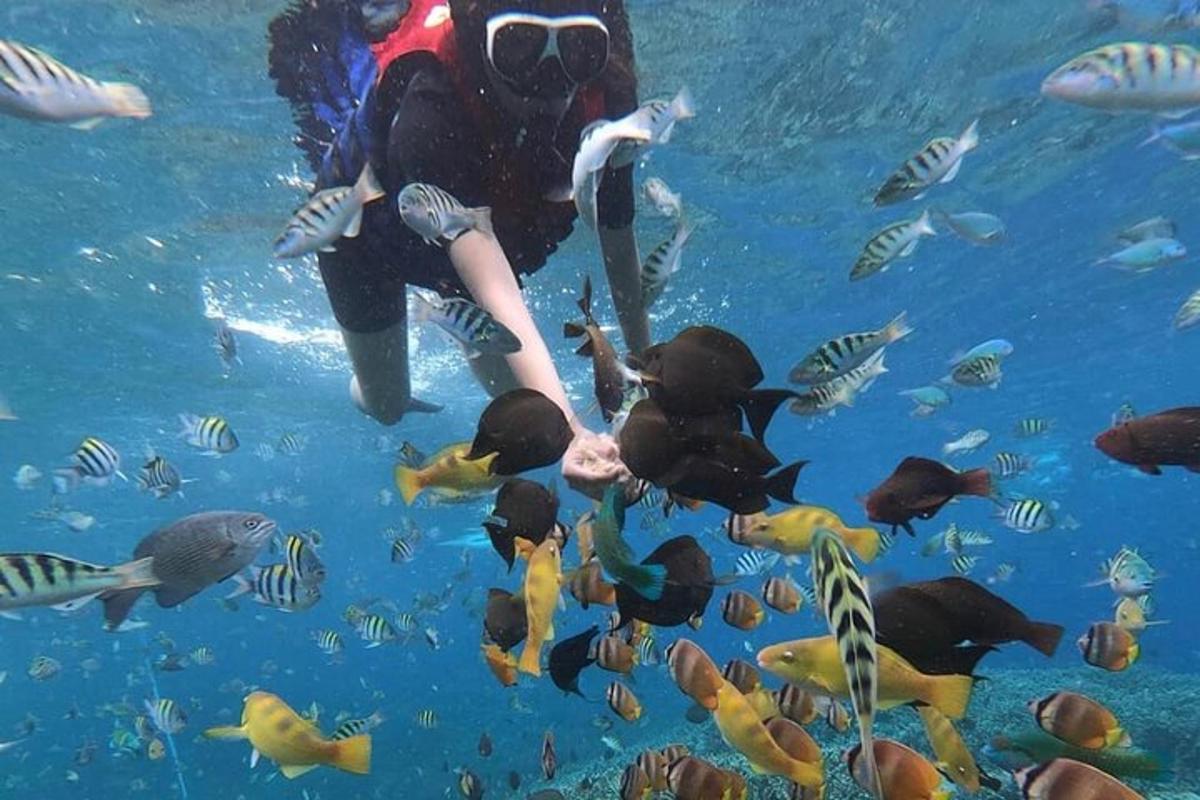 un sub in acqua con un gruppo di pesci
