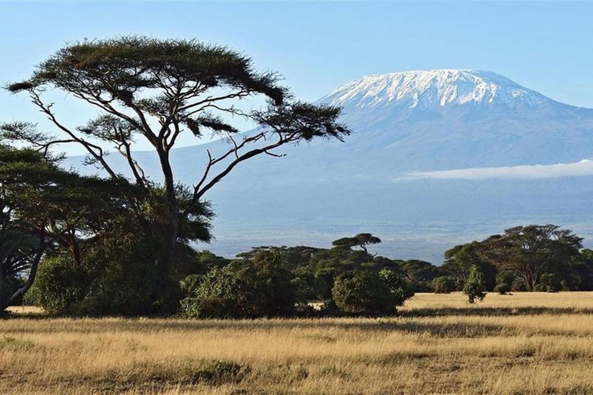 a mountain in the distance with a tree in a field