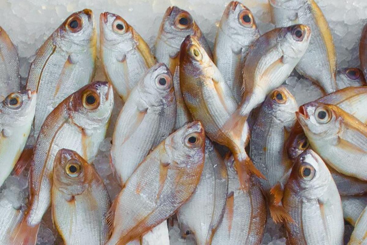 un gruppo di pesci seduti su un mucchio di ghiaccio