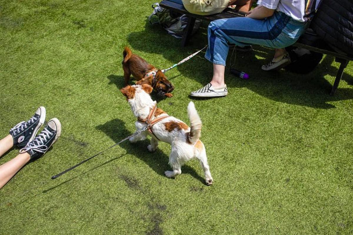 to hunde er i snor ved siden af en person