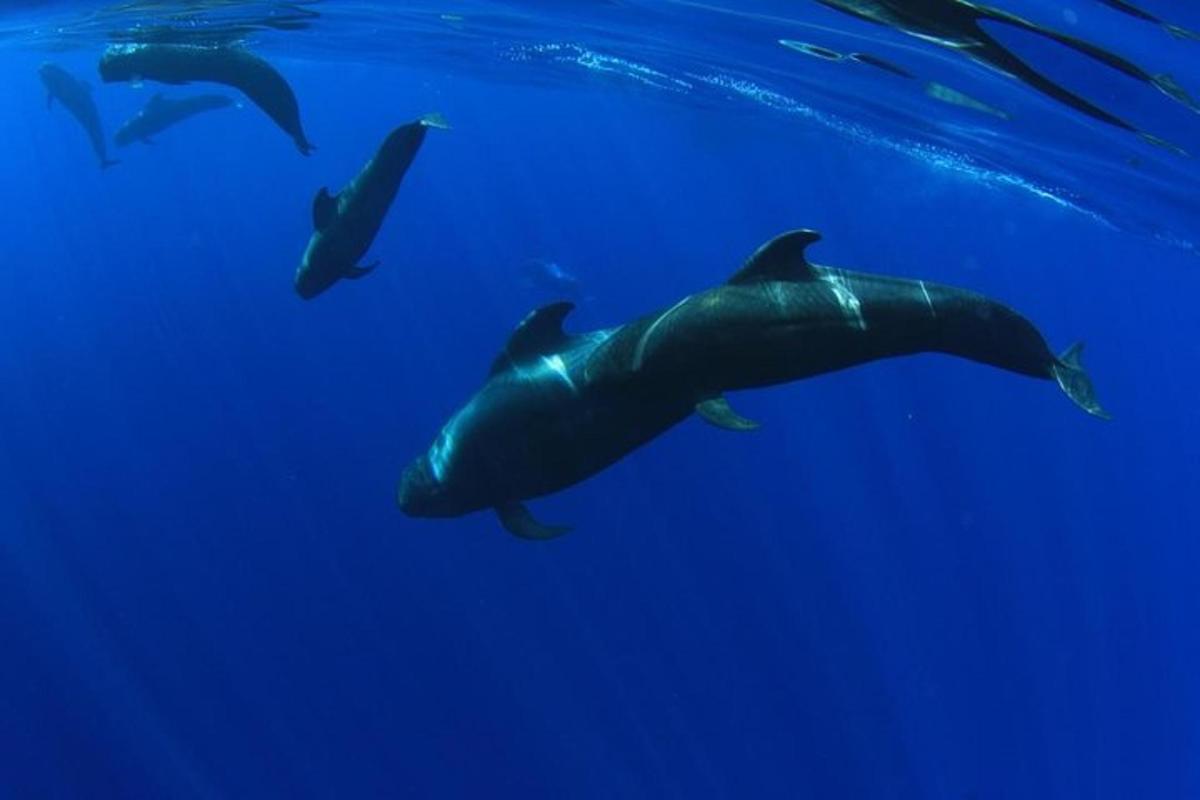 un grup de delfini înotând în apa albastră