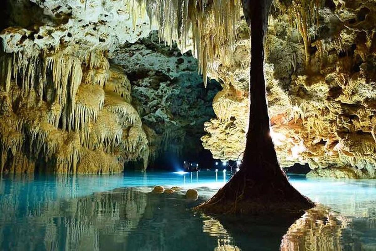 ein Baum, der in einer Höhle im Wasser steht