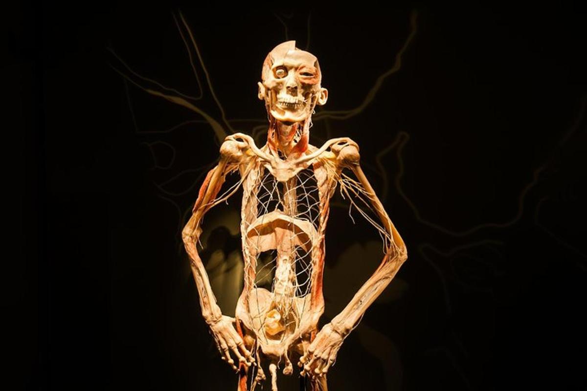 a model of a human skeleton is shown