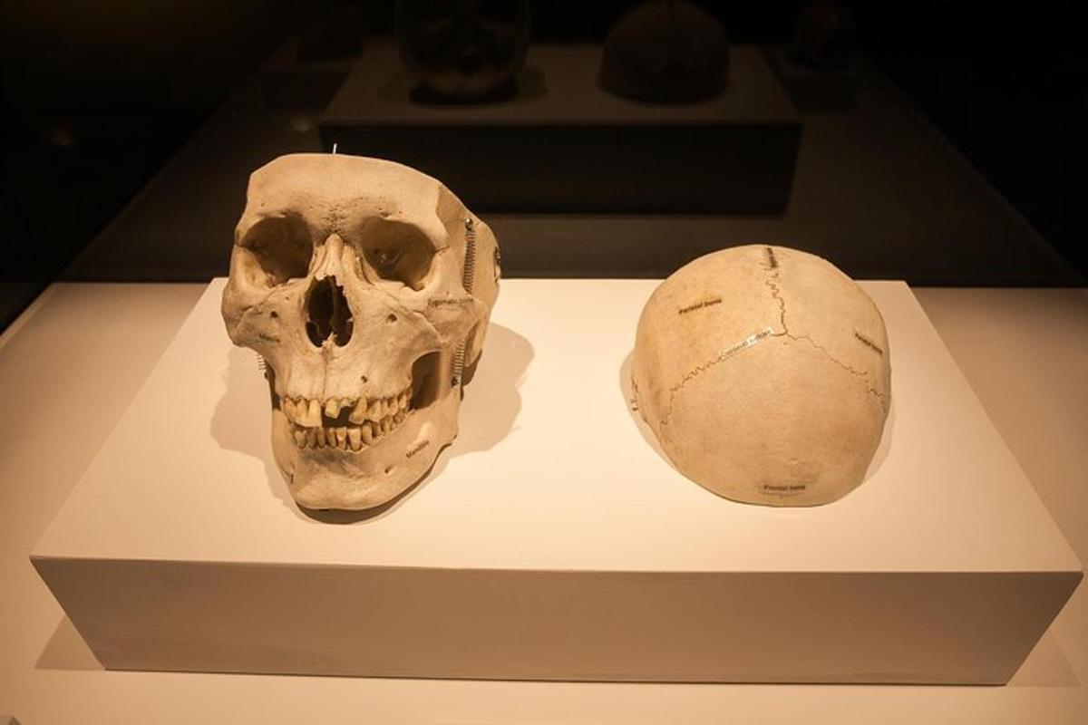 a skull and a ball on display in a museum