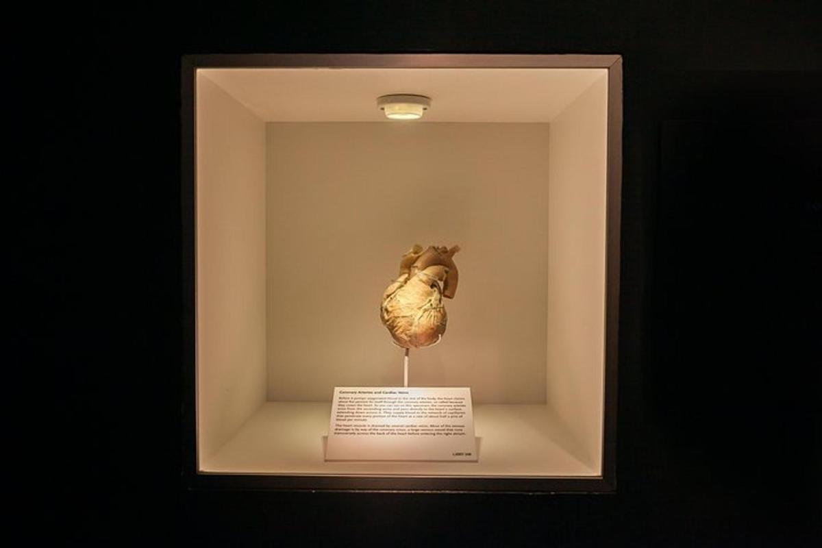 a statue of a bird in a display case