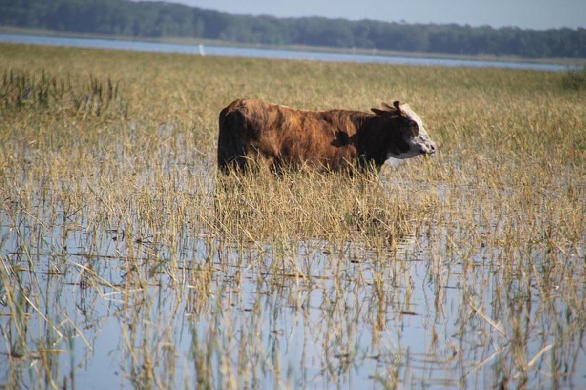 lehm seisab kõrge rohu väljal