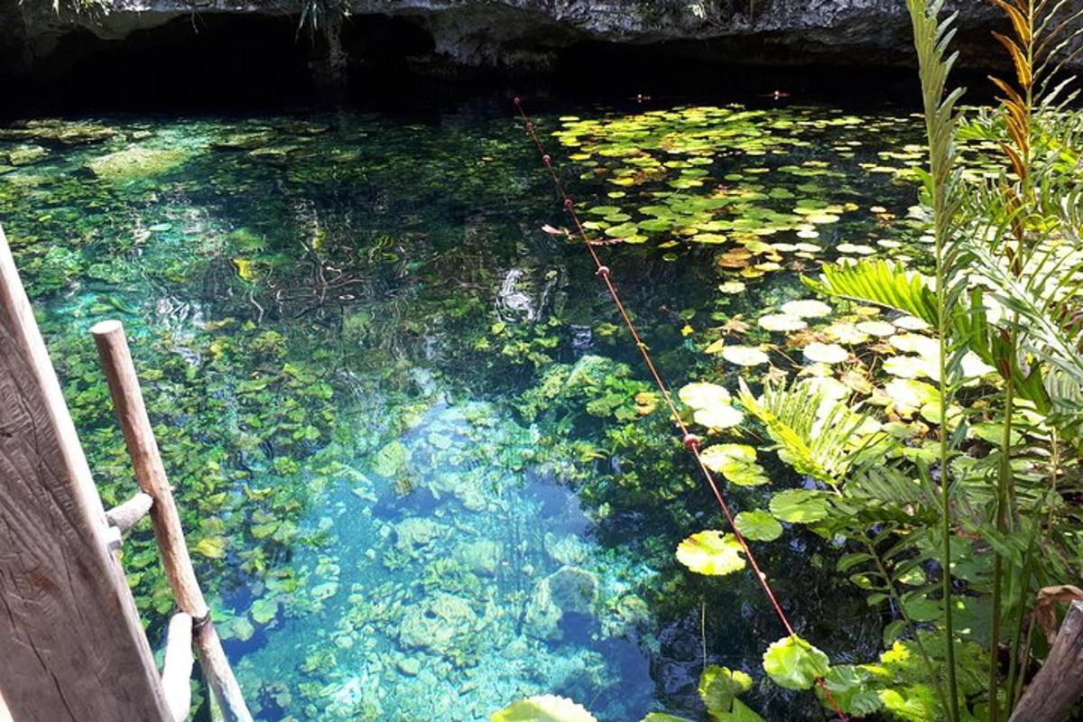 Un estanque de agua con nenúfares en él
