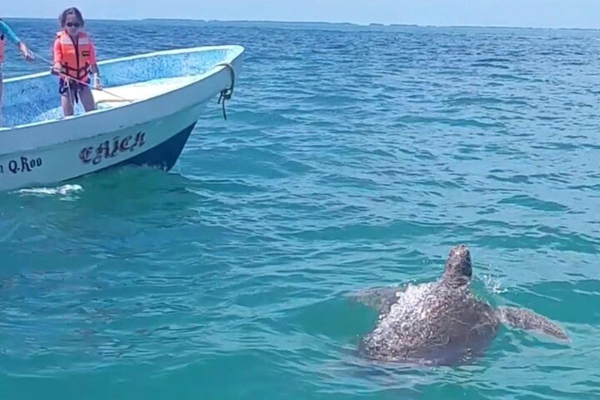 ボートの横の水の中を泳ぐイルカ
