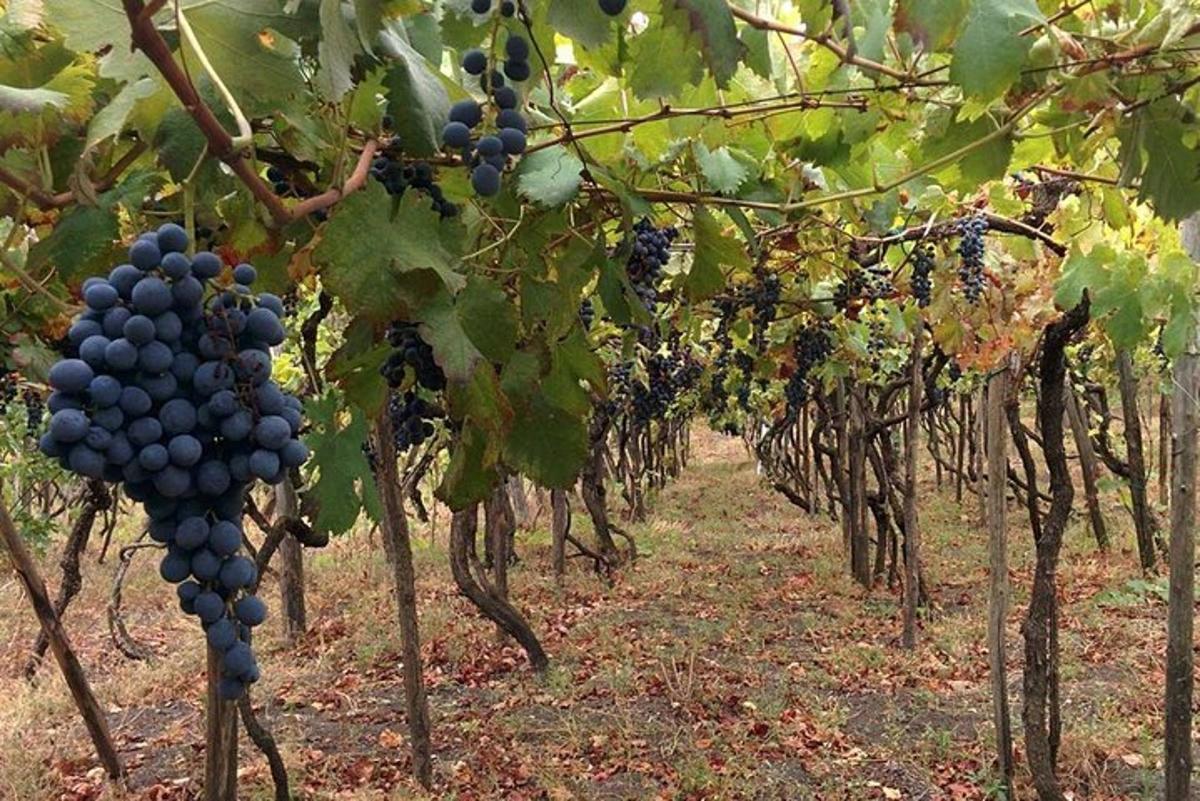 un grappolo d'uva appeso agli alberi in un vigneto