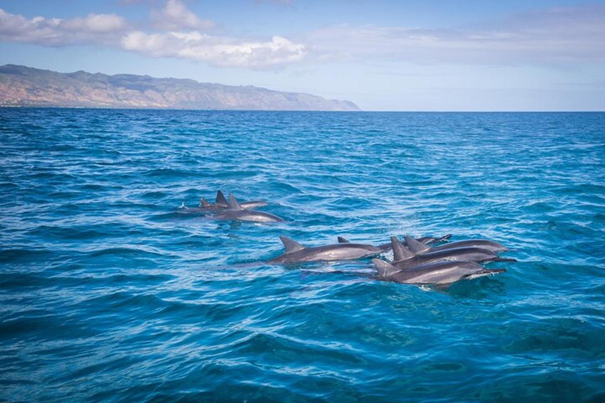 a group of dolphins swimming in the water