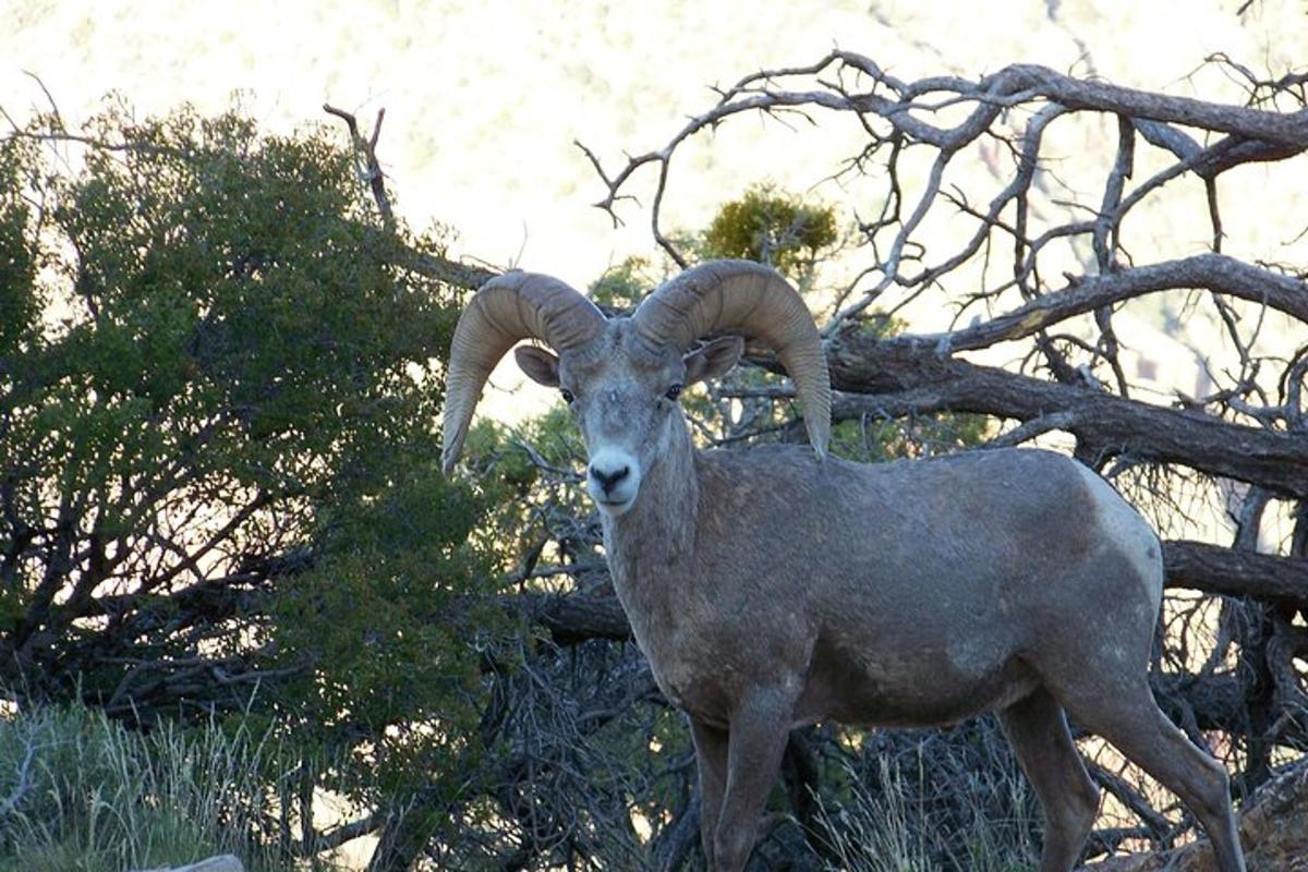 Lankytinos vietos ar pramogos nuotrauka numeris 6