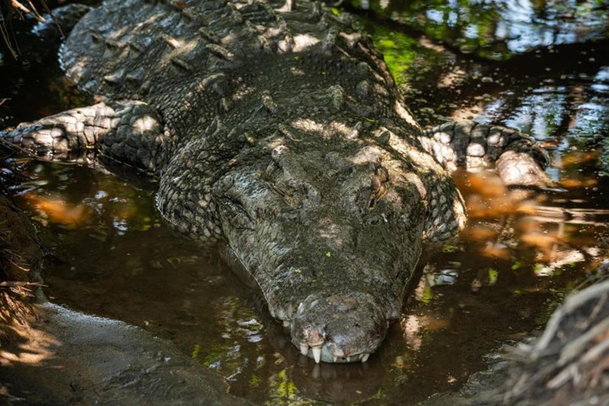 aligátor ve vodě s hlavou trčící ven