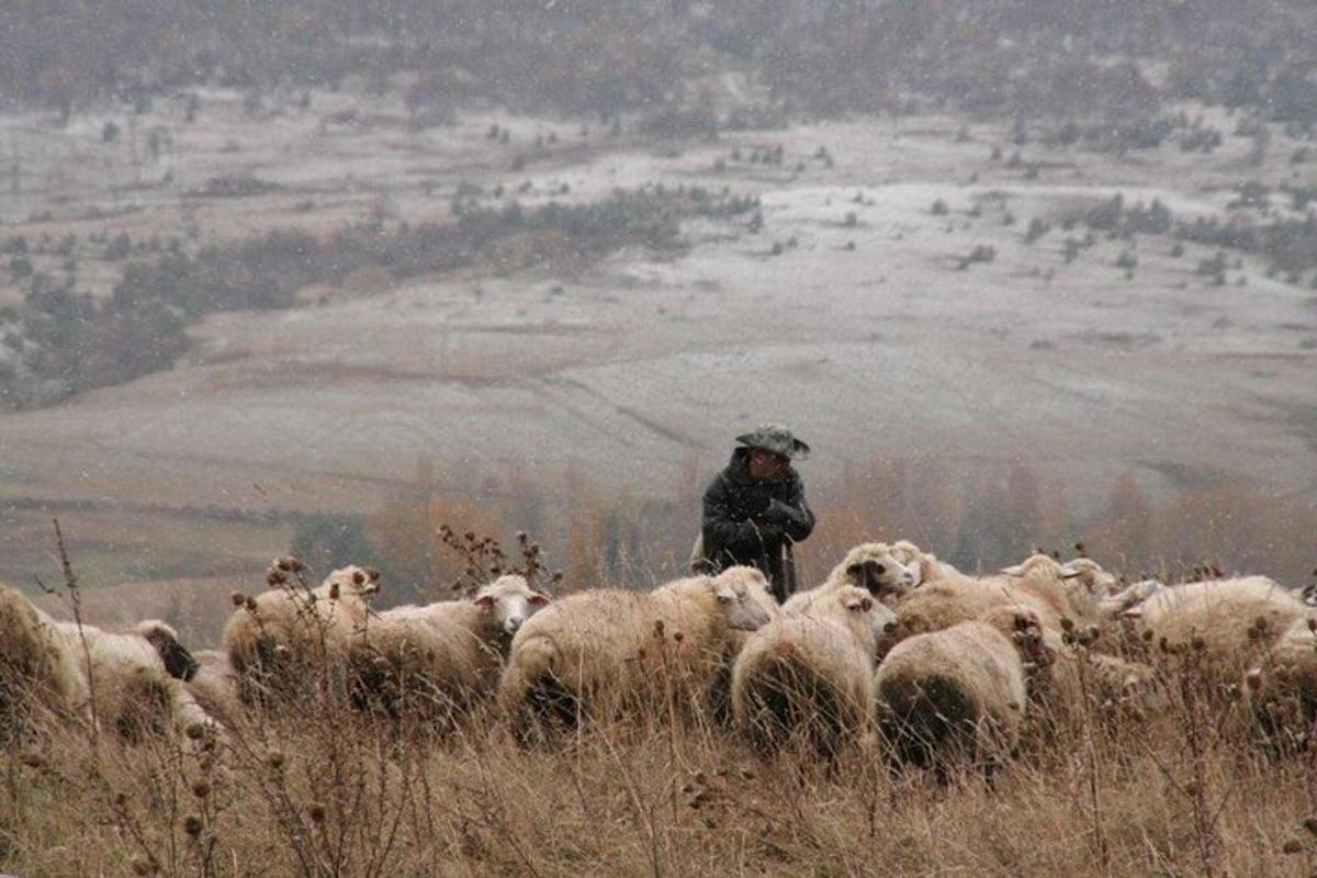un uomo in piedi davanti a un gregge di pecore