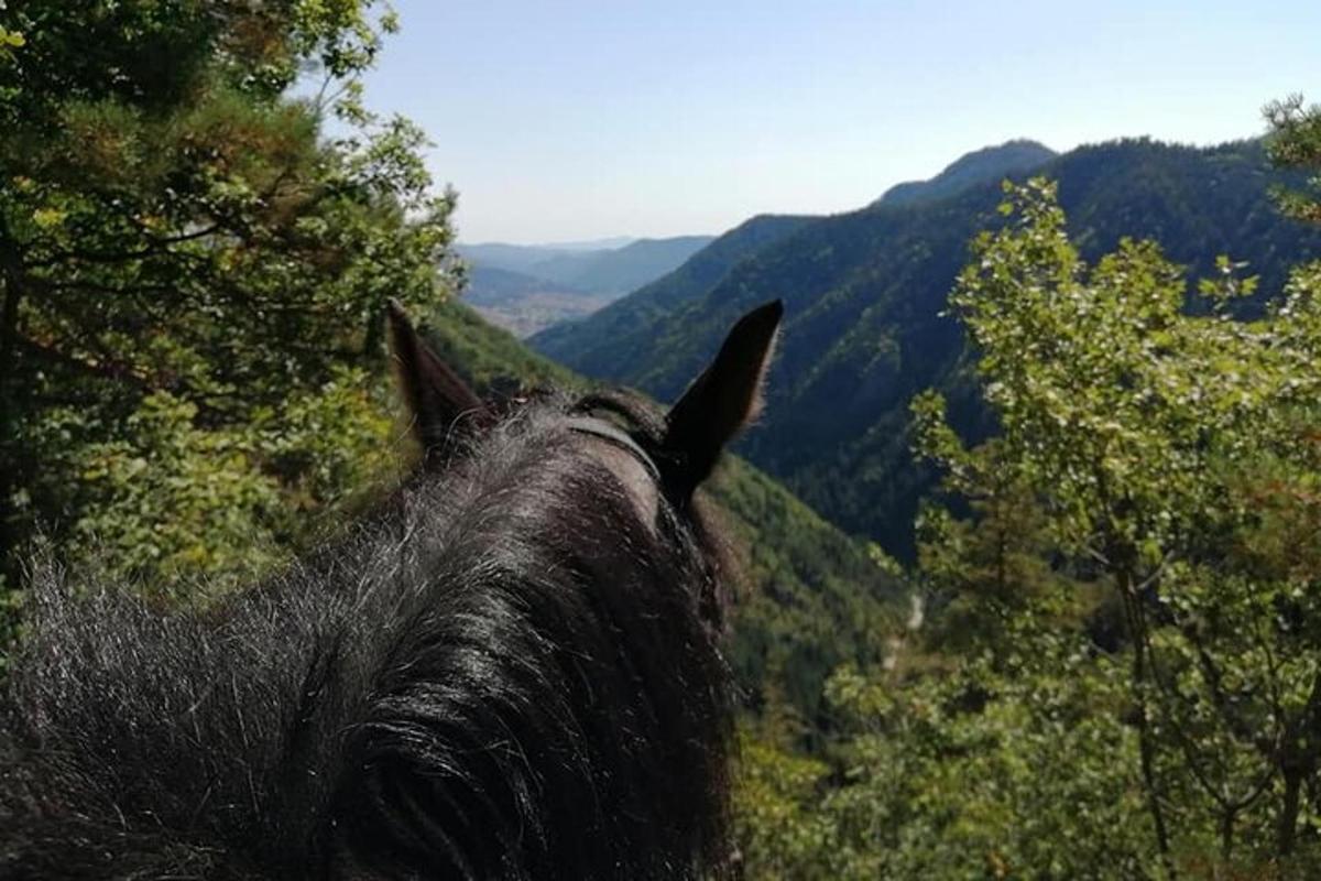 a horse looking out over a valley with trees