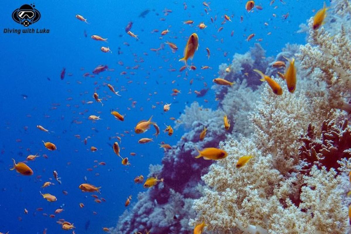 un banco di pesci su una barriera corallina