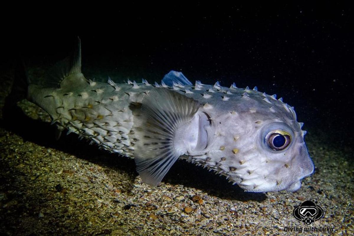 un pesce che giace a terra
