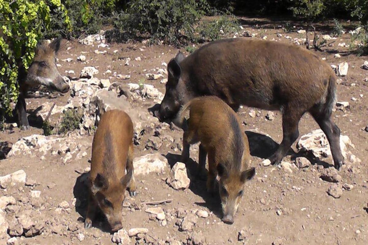 Lankytinos vietos ar pramogos nuotrauka numeris 2