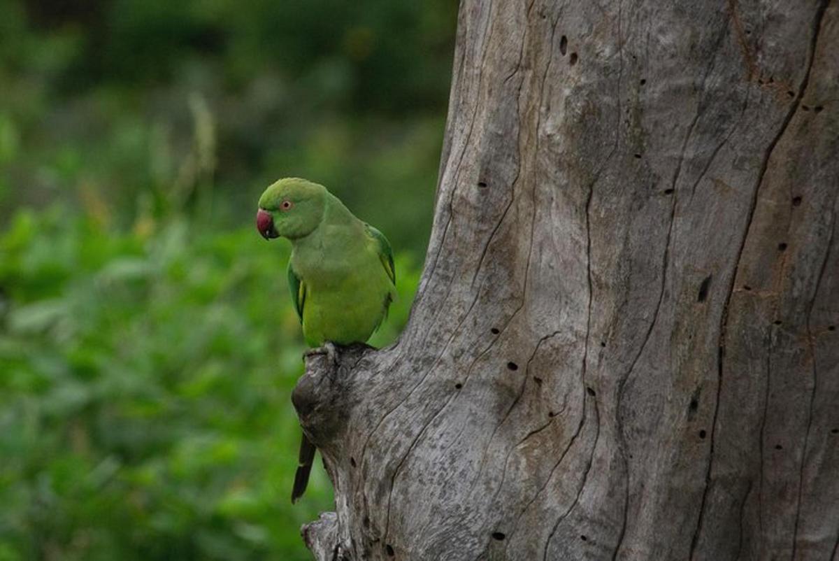 un uccello verde seduto sul lato di un albero