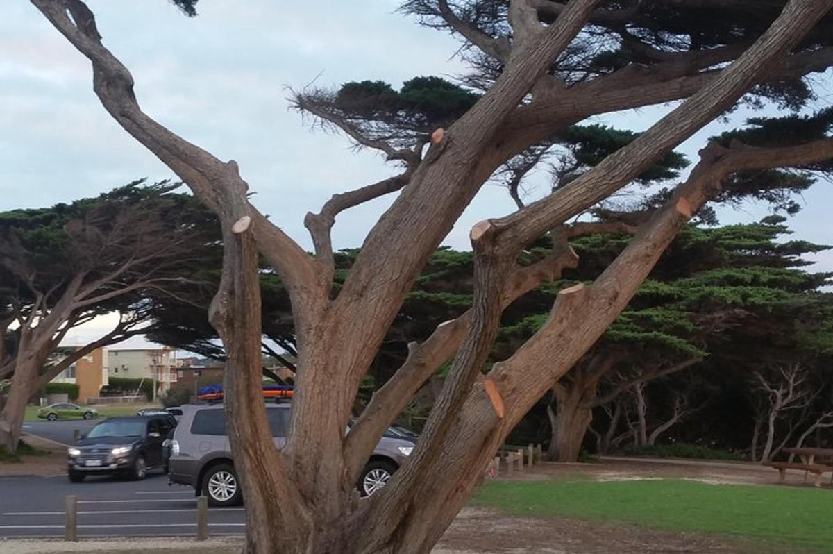 Un árbol con muchas ramas en un estacionamiento.