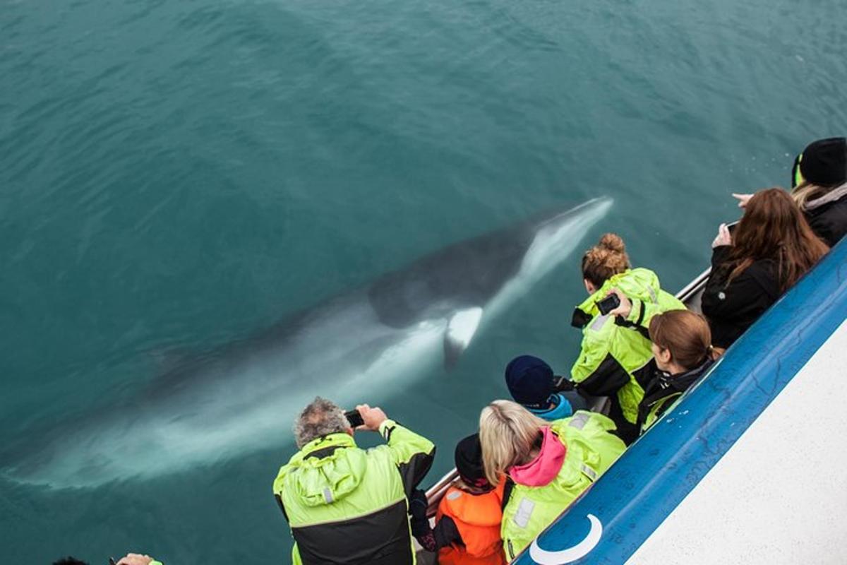 a group of people looking at a shark in the water