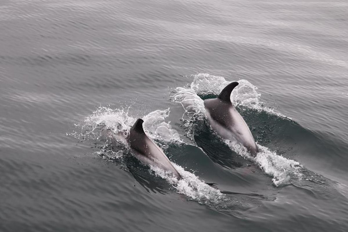 a group of three dolphins swimming in the water