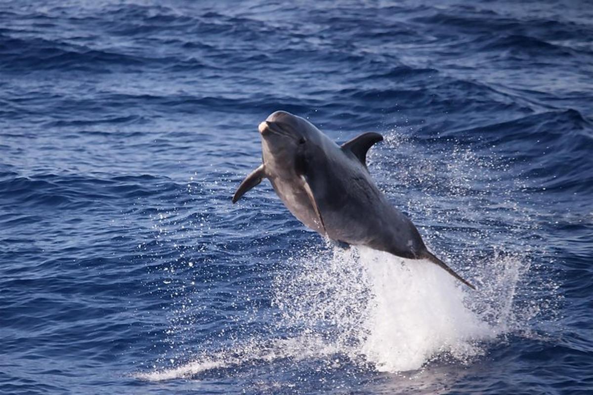 delfin, ki skače iz vode v oceanu