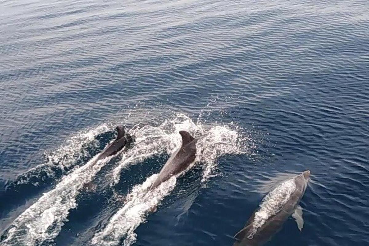 un gruppo di delfini che nuotano nell'acqua