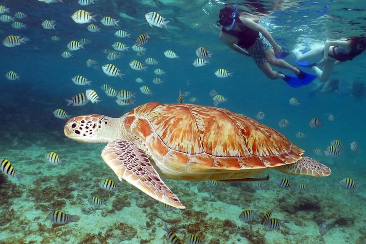 a turtle swimming in the ocean with two people swimming