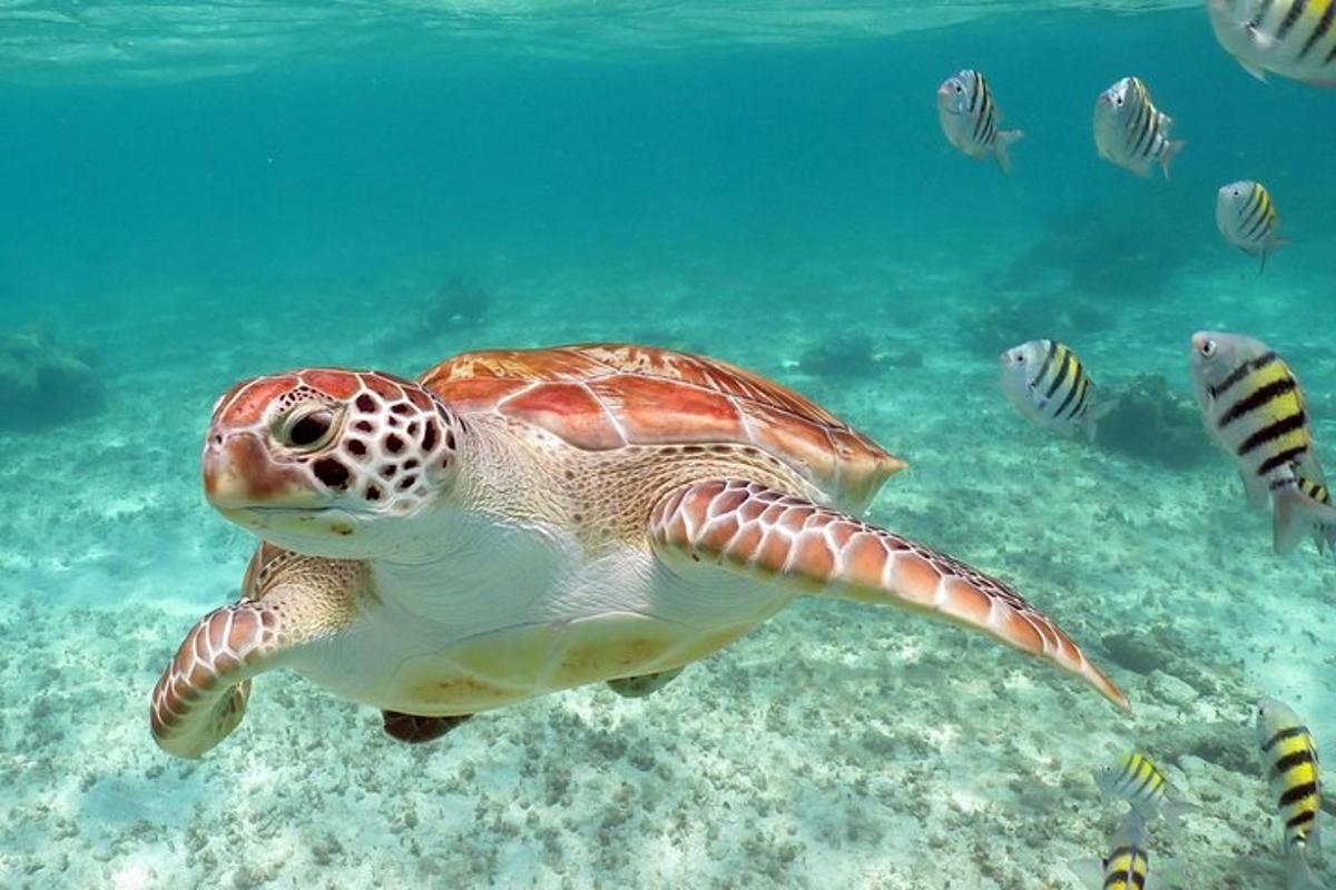 a green turtle swimming in the ocean with fish