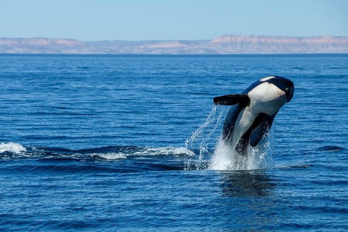 un'orca che salta fuori dall'acqua