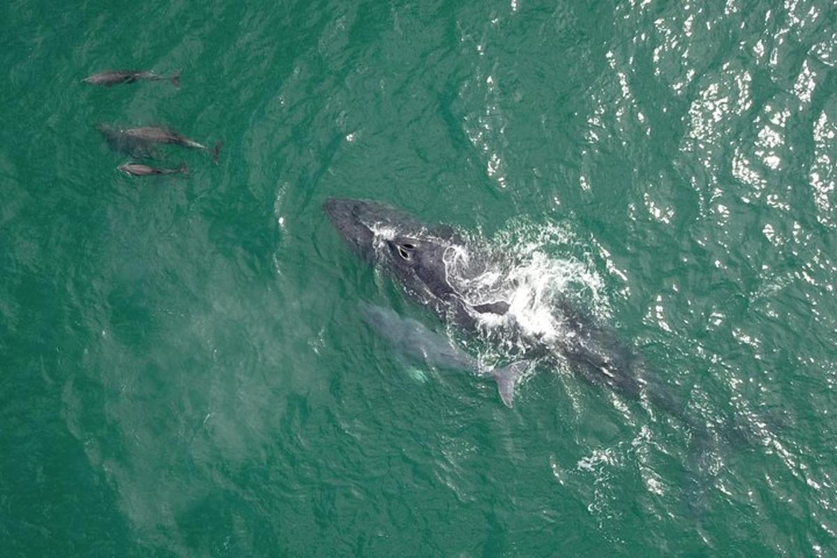un gruppo di delfini che nuotano nell'acqua