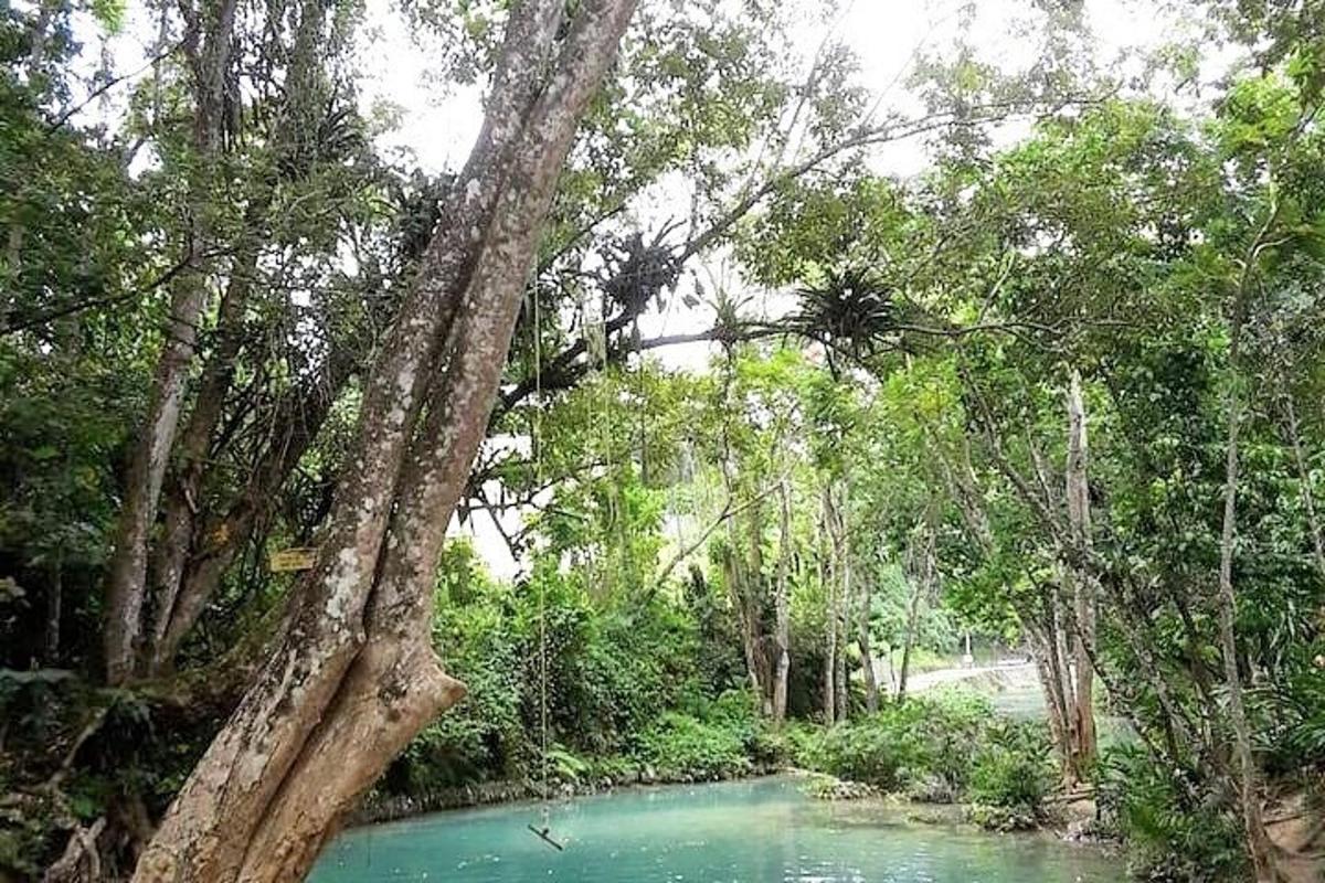 un fiume con un gruppo di alberi e acqua blu