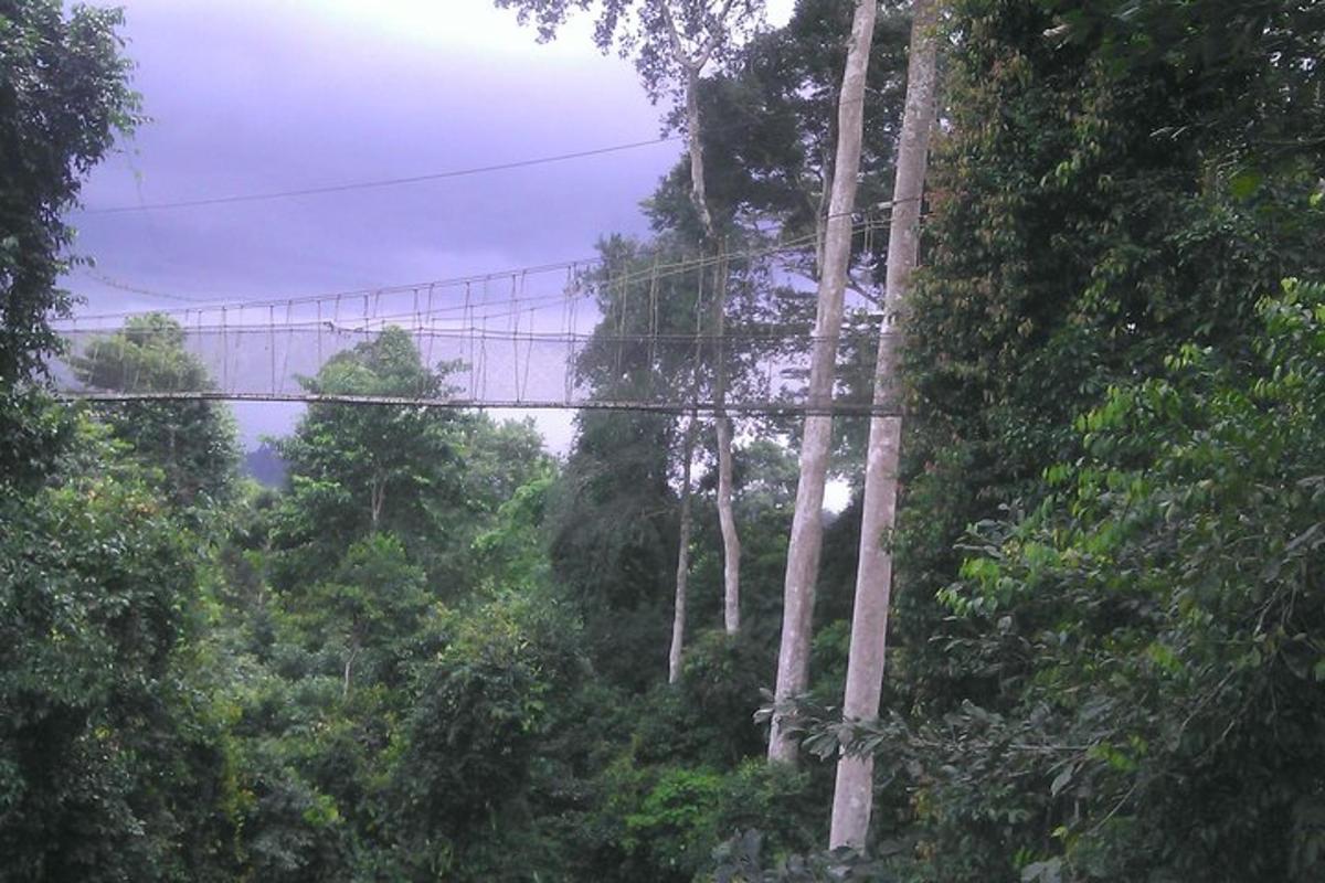 jambatan gantung di tengah-tengah hutan